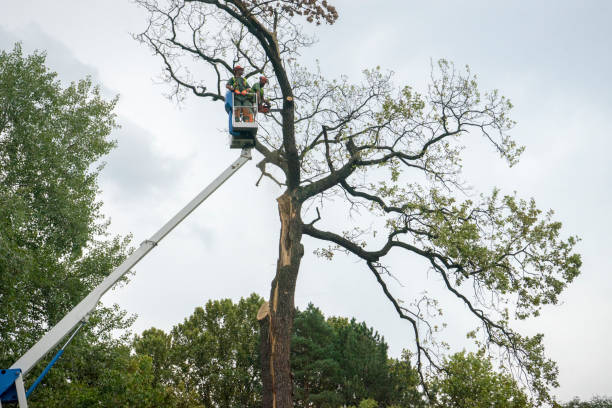 How Our Tree Care Process Works  in  Erwin, NC
