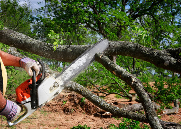 Best Leaf Removal  in Erwin, NC