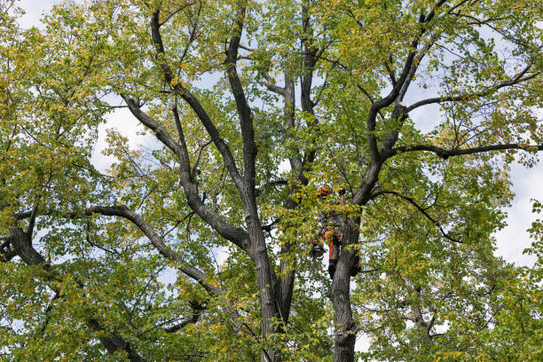 How Our Tree Care Process Works  in  Erwin, NC